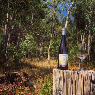 2014 Ghost Clare Valley Pinot Gris. Isn't she lovely?